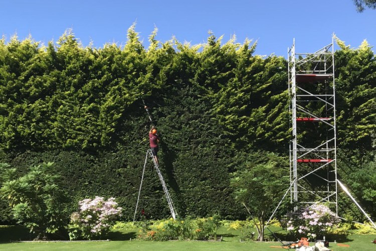 Hedge Trimming, Hedge Cutting , Gardening
