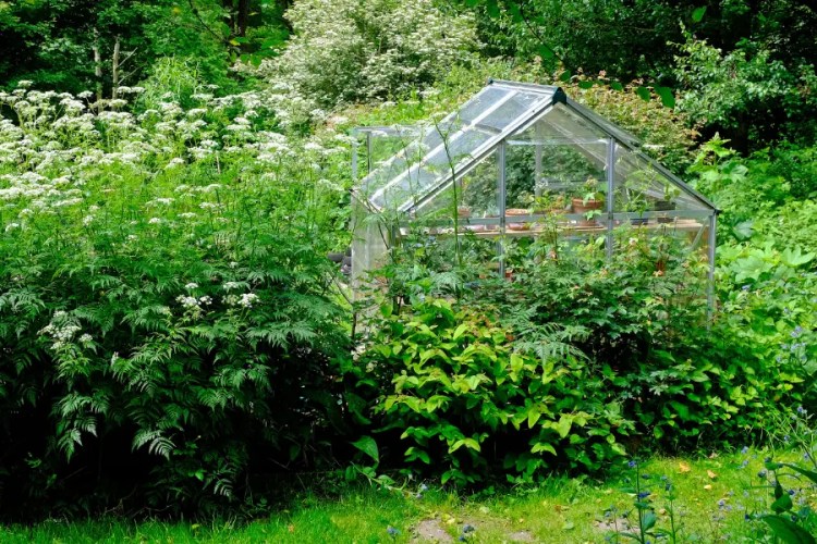 garden-clearance-service-gardener-2