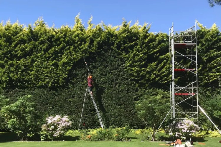 hedge-trimming-hedge-cutting-gardening