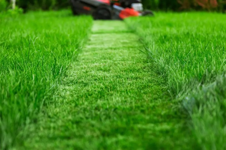 lawn-mowing-lawn-care